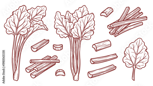 Hand drawn rhubarb stalks and slices set line art vegetable illustration