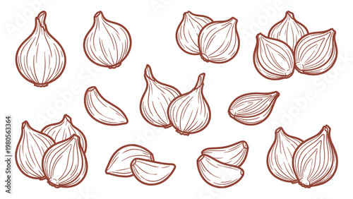 Hand drawn shallot bulbs and cloves set line art vegetable illustration