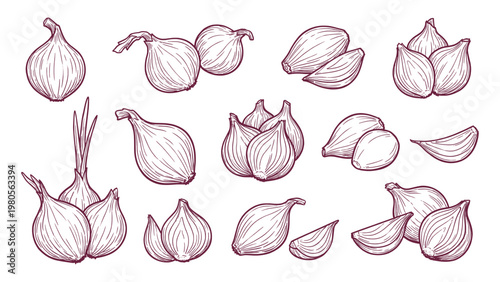 Hand drawn shallot bulbs with leaves and cloves set line art vegetable illustration