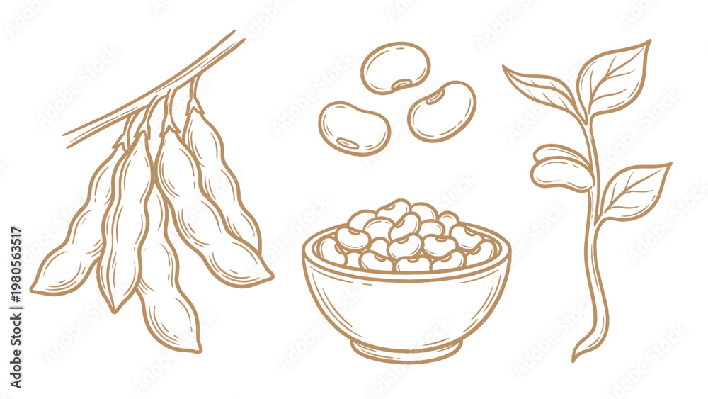 © welyalfian - Hand drawn soybeans set line art pods beans bowl and plant illustration