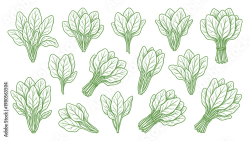 Hand drawn spinach leaves collection line art fresh leafy greens illustration