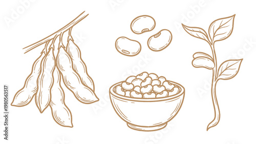 Hand drawn soybeans set line art pods beans bowl and plant illustration