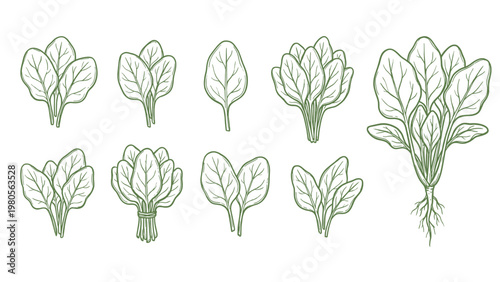 Hand drawn spinach variations set line art leaves bunch and root illustration