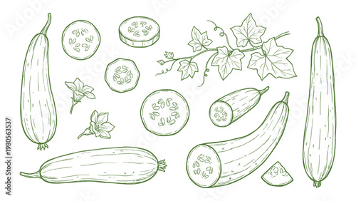 Hand drawn sponge gourd elements set line art luffa slices vine and leaves illustration