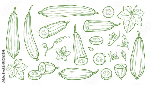 Hand drawn sponge gourd collection line art luffa vegetable illustration