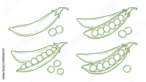 Hand drawn sugar snap pea pods set green peas vegetable line art