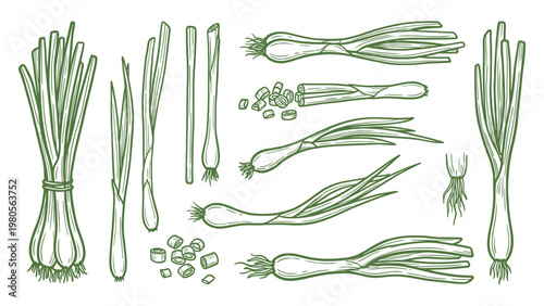 Hand drawn spring onion collection line art green onions scallions illustration