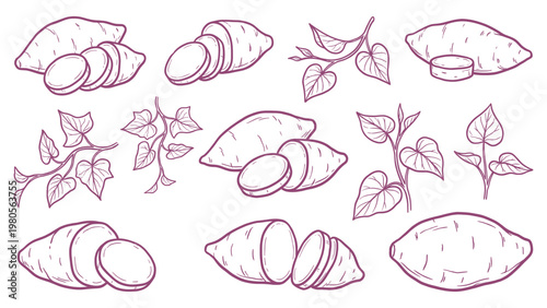 Hand drawn sweet potato set yam slices and plant leaves line art collection