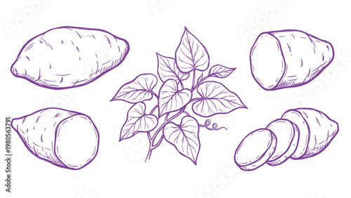 Hand drawn sweet potato illustration set yam root slices and plant line art