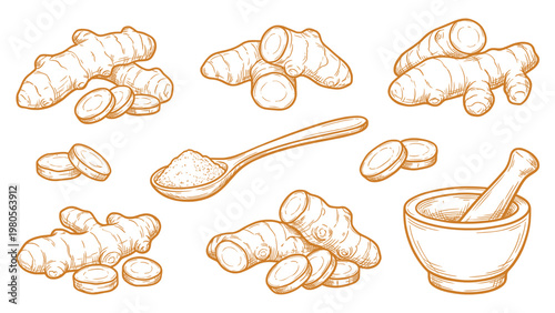 Turmeric Vector Set Hand Drawn Turmeric Root Powder and Slices Collection
