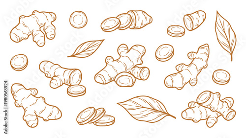 Turmeric Root Vector Set Hand Drawn Turmeric Slices Leaves Illustration Collection