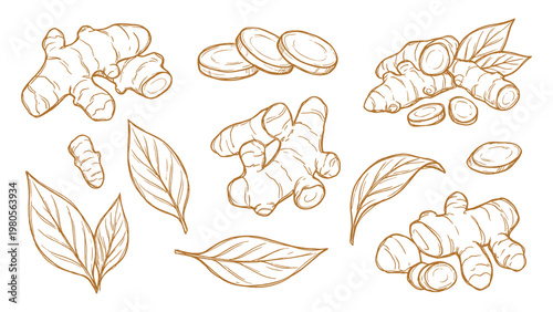 Turmeric Vector Collection Hand Drawn Turmeric Root Slices and Leaves Set