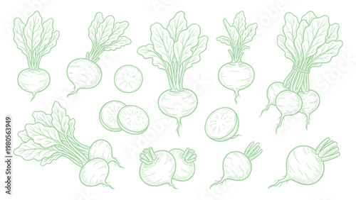 Turnip Vector Collection Hand Drawn Turnip Roots Leaves and Slices Set