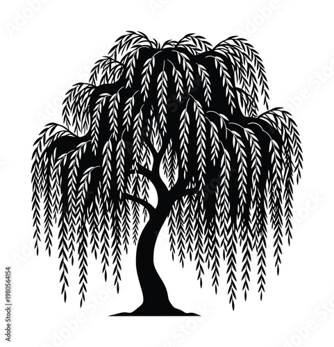 Vector of a weeping willow tree with long drooping branches