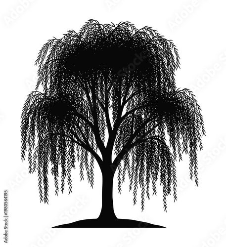 Vector silhouette of a large weeping willow tree with drooping branches against a white background