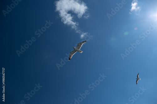 Seagulls gliding to fly. in the blue sky.