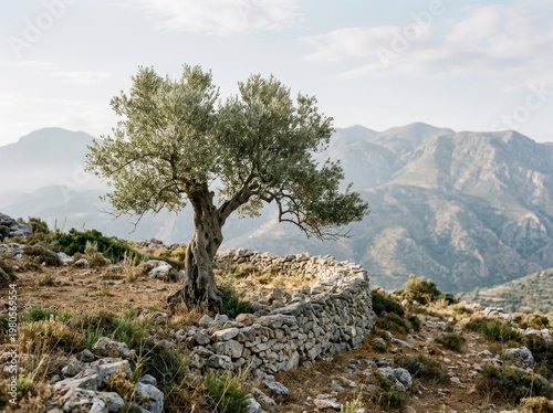 Stark solitary olive tree with silver-green leaves stands proudly beside a weathered stone wall on a sun-drenched Mediterranean mountainside.