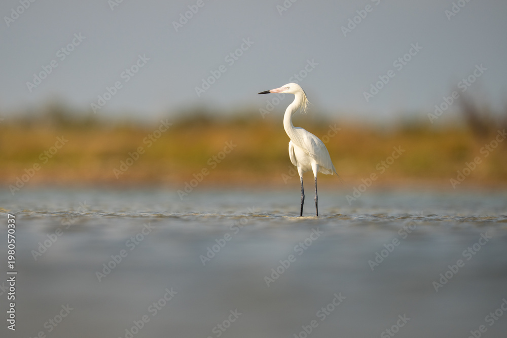 Fototapeta premium Reddish Egret (White Morph) Standing in Shallow Water at Shoreli