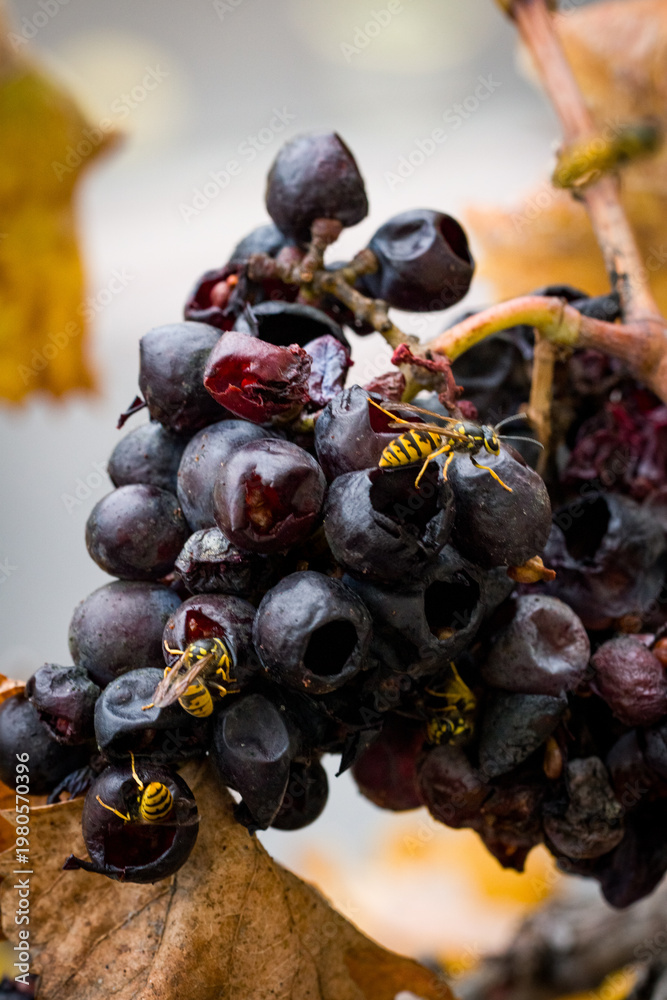 Naklejka premium Wasps Feeding on Overripe Grapes in Vineyard