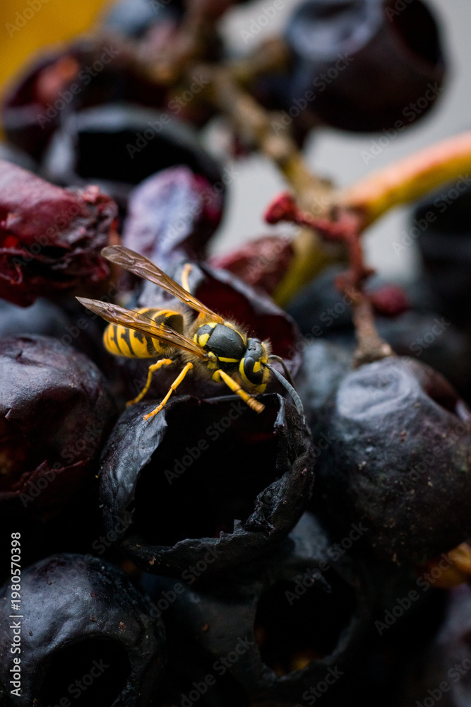 Naklejka premium Wasps Feeding on Overripe Grapes in Vineyard
