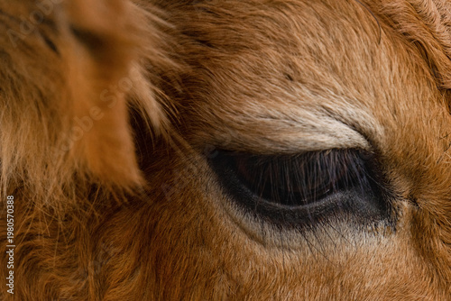 cow eye macro with natural fur texture