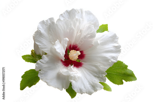 
single rose of sharon flower isolated on pure white background