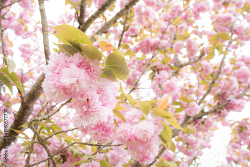 満開のピンクの八重桜の花
