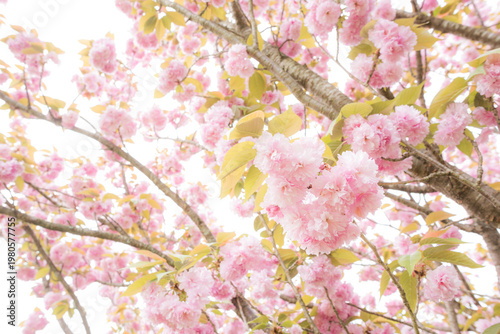 満開のピンクの八重桜の花
