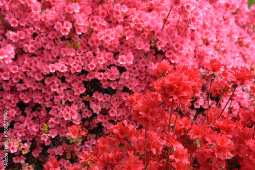 ピンクをバックに赤いツツジの花
