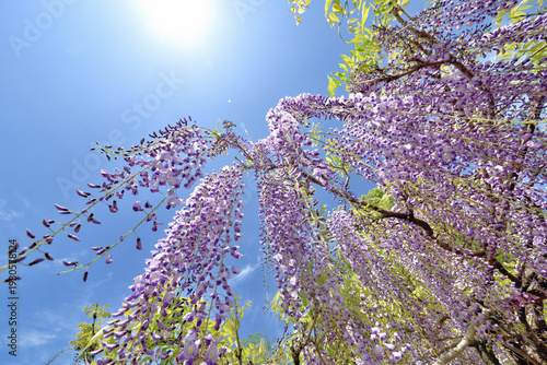 太陽の下の紫の藤の花
