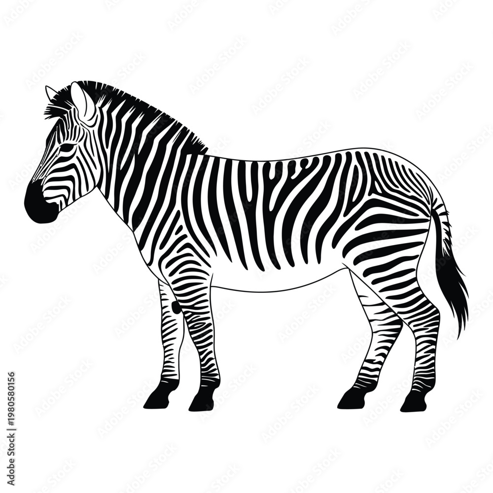 Obraz premium zebra vector illustration