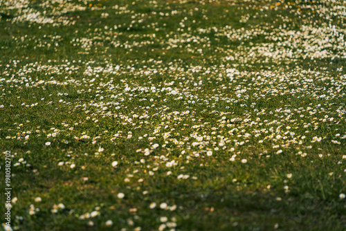 green meadow with small white flowers in spring time