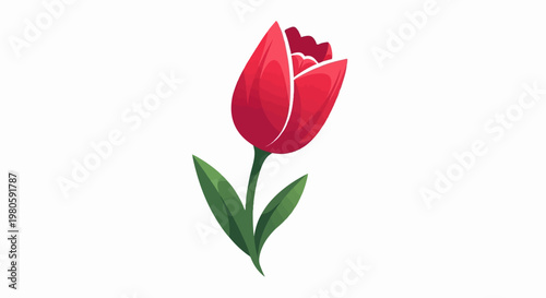 A single red tulip with green leaves against a white background