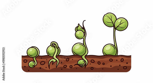 Stages of plant growth from seed to sprout, shown in soil