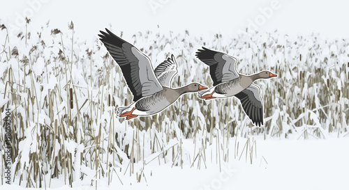 Two geese flying over a snowy marsh with reeds