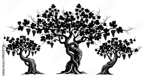 Silhouette of three ancient grapevines with ripe clusters, organic farm, vineyard illustration