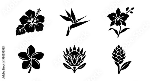 Tropical flower silhouette icons set, black floral botanical vector elements, exotic hibiscus and orchid illustrations, 6 nature plant symbols
