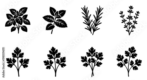 Culinary herbs icon set with 8 vector elements, black silhouette herb sprigs including basil, rosemary, and parsley, organic kitchen spices for food packaging