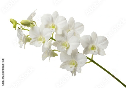 A delicate white orchid flower branch with green stem on a clean background
