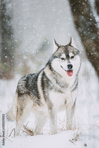 Bild auf Leinwand Siberian Husky Dog Walking Outdoor In Snowy Field At Winter Day