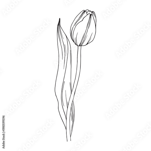 single tulip flower hand drawn outline line art botanical vector