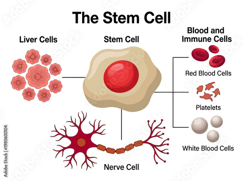 Stem Cell Differentiation Diagram Illustrating Transformation into Liver, Nerve, Red and White Blood Cells, and Platelets for Medical Education