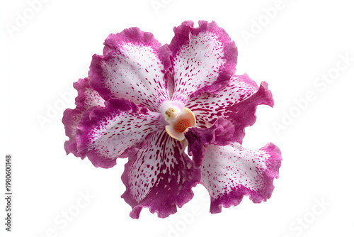 single vanda miss joaquim orchid isolated on pure white background
