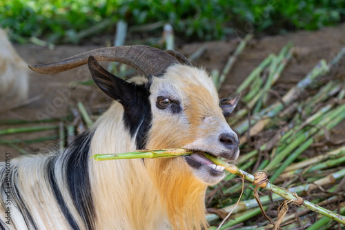 Foto Close-up of a goat with horns eating green corn stalks