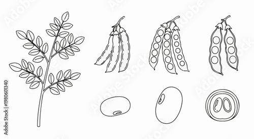 Line art depicts plant branch, pods, and seeds