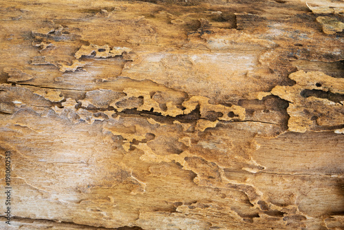 Obraz na płótnie Close-up of weathered tree bark texture with natural decay, woodworm holes, and organic patterns