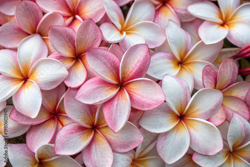 Flowers full screen background