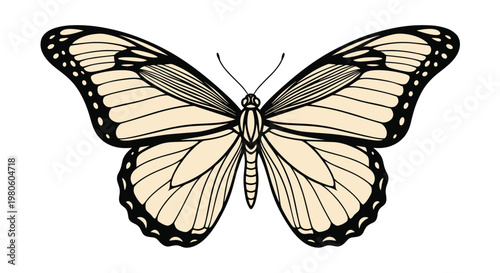 Symmetrical butterfly illustration with intricate wing patterns in a soft cream and black color scheme on a white background.