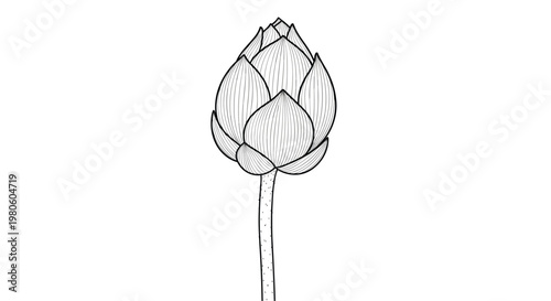 Detailed line drawing of a closed lotus flower bud on a long stem with fine textured details on a plain white background.