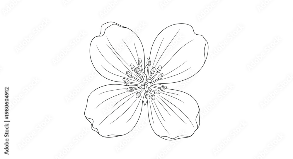 Obraz premium Detailed botanical illustration of a four petaled flower showing its delicate veins and central reproductive organs in a realistic hand drawn style.